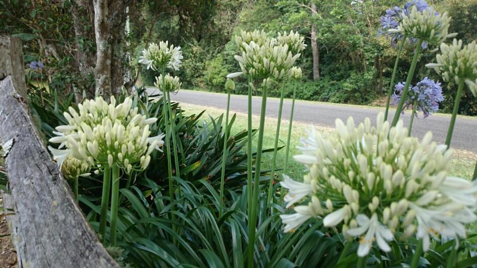 Villa The Paddocks Maleny Exterior foto
